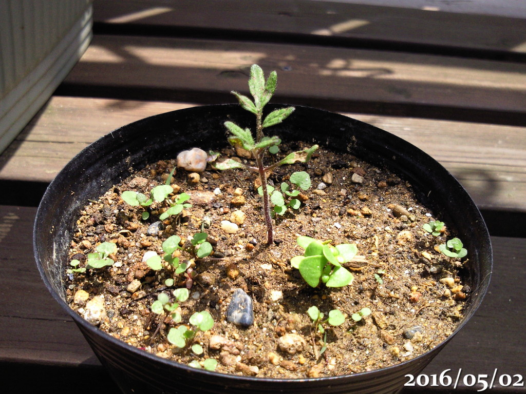 ベランダ菜園 イチゴ初収穫 強風で葉っぱ破れる 腐る トマト レッドオーレ の葉っぱに黒い斑点 午後わてんのブログ