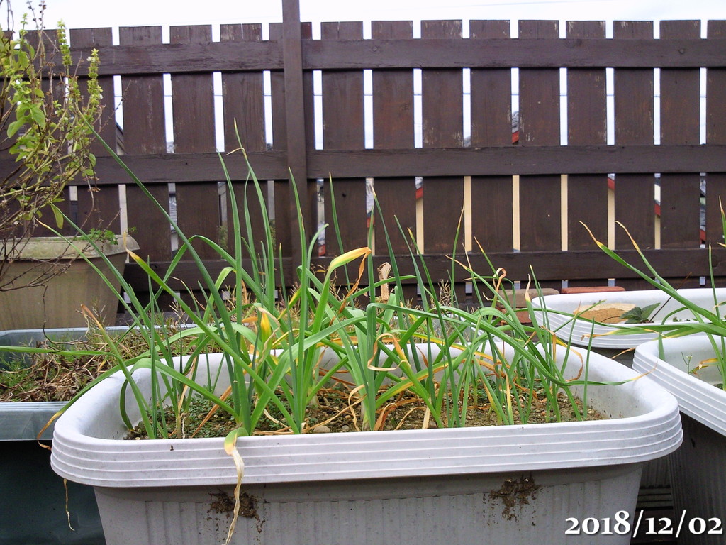 今冬は暖かめだった にんにく いちご スイートバジルの様子 18年12月 19年2月 午後わてんのブログ