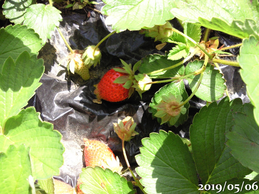 例年通り腐るいちご 山芋のツルから脇芽 脇ツル 伸びる 午後わてんのブログ 例年通り腐るいちご 山芋のツルから脇芽 脇ツル 伸びる 午後わてんのブログ