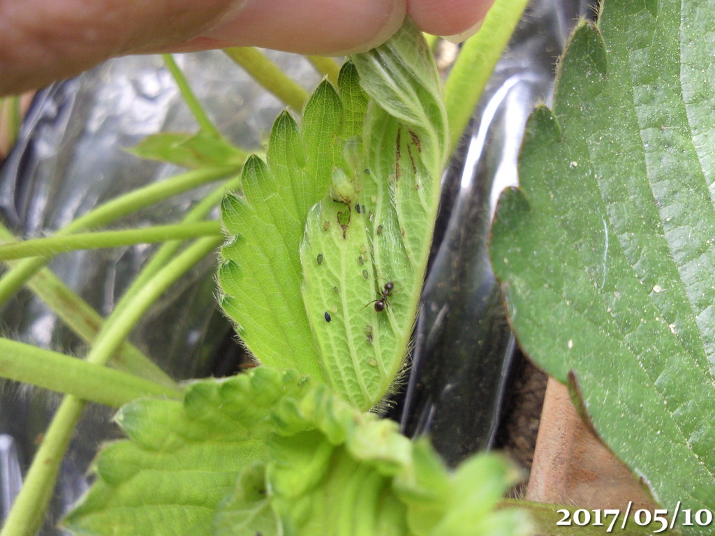 5月 6月のベランダ菜園の 害 虫たち ヤクシマルリシジミがいちごに産卵 午後わてんのブログ