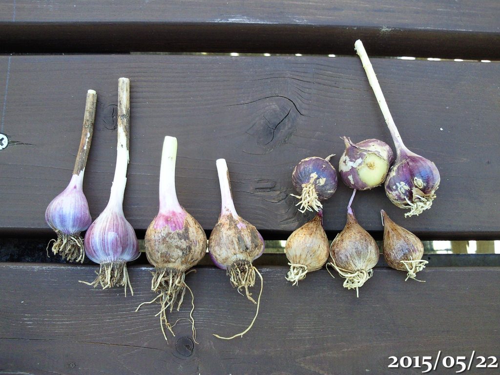 2年以上植えっぱなしだったにんにくを収穫 午後わてんのブログ 2年以上植えっぱなしだったにんにくを収穫 午後わてんのブログ