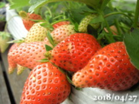イメージ 11
