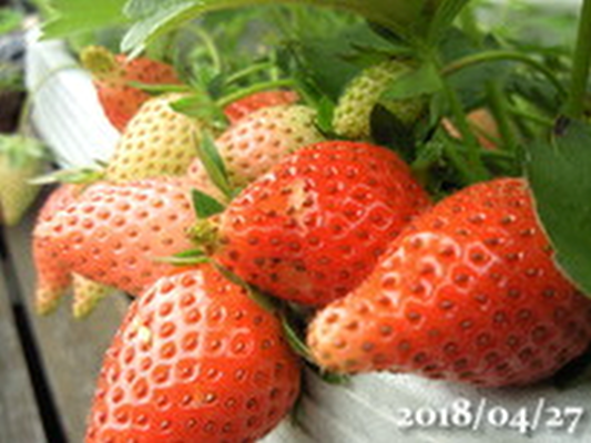 イメージ 10