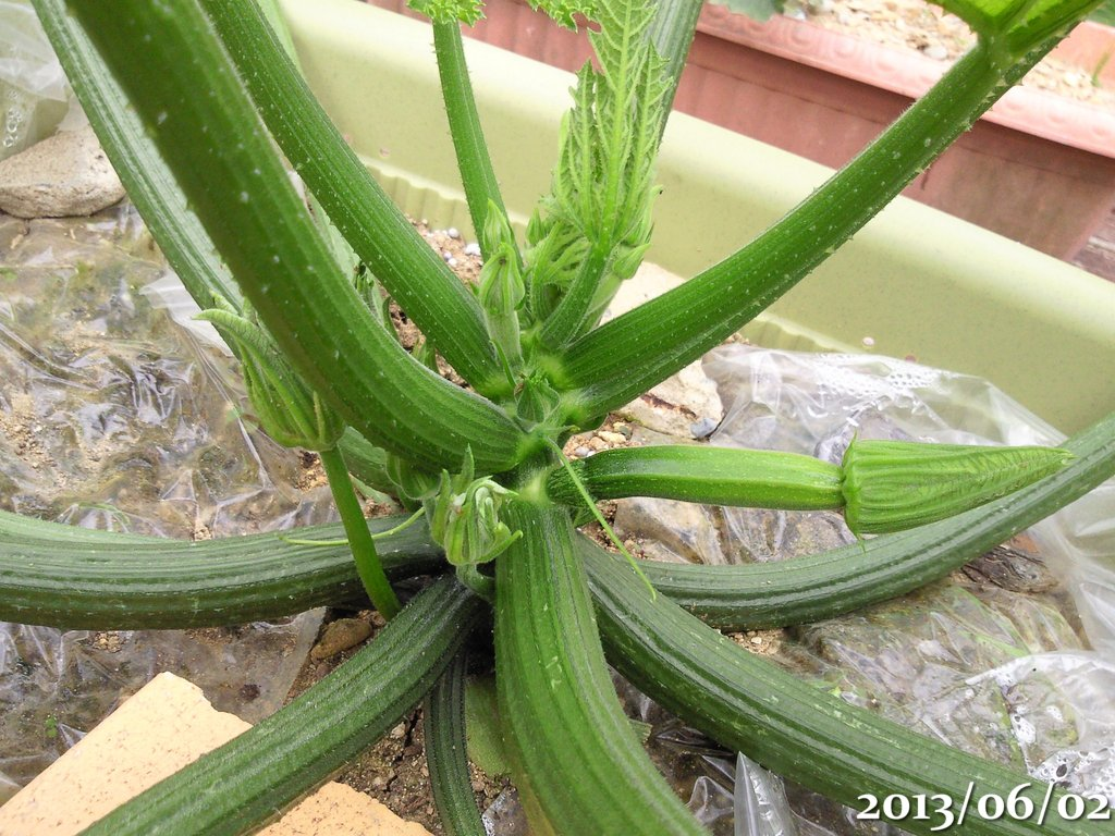 f:id:gogowaten:20191101101228p:plain