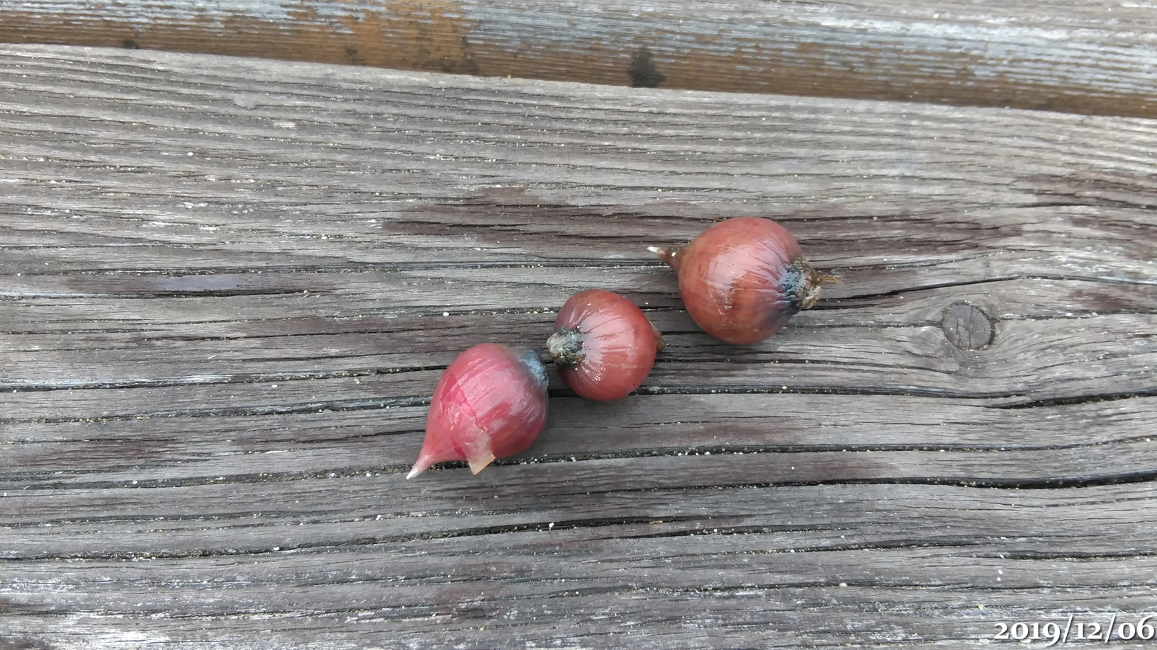 f:id:gogowaten:20191206141640j:plain