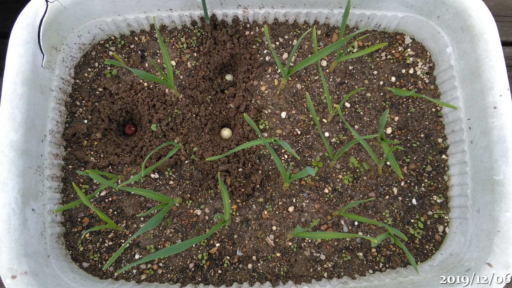 f:id:gogowaten:20191206141923j:plain