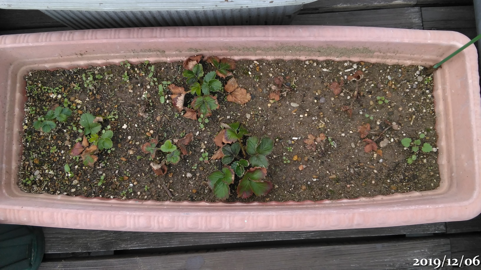 f:id:gogowaten:20191206142056j:plain