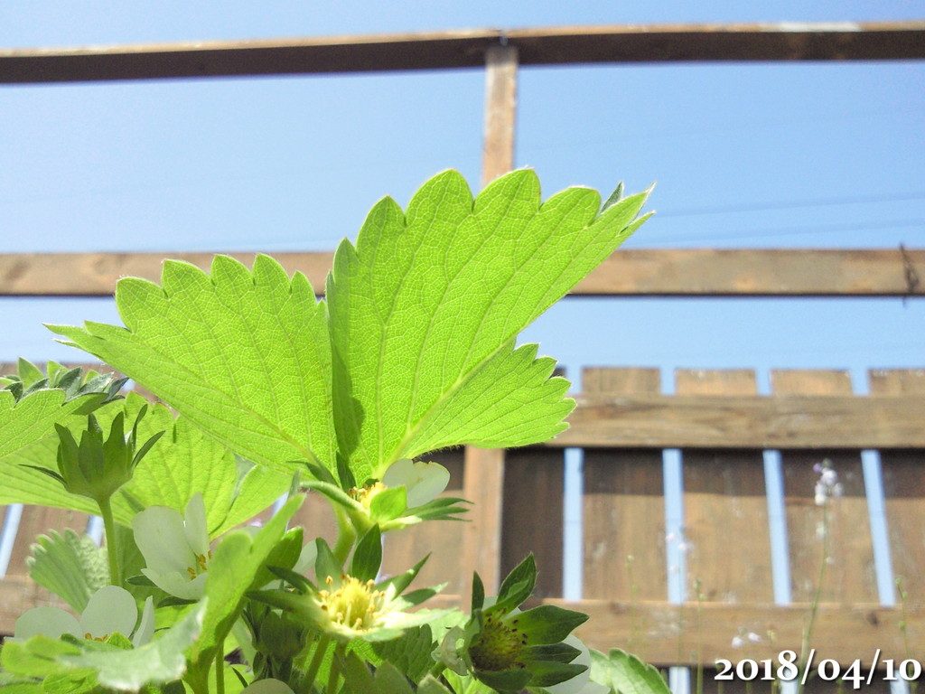 f:id:gogowaten:20191212145316j:plain