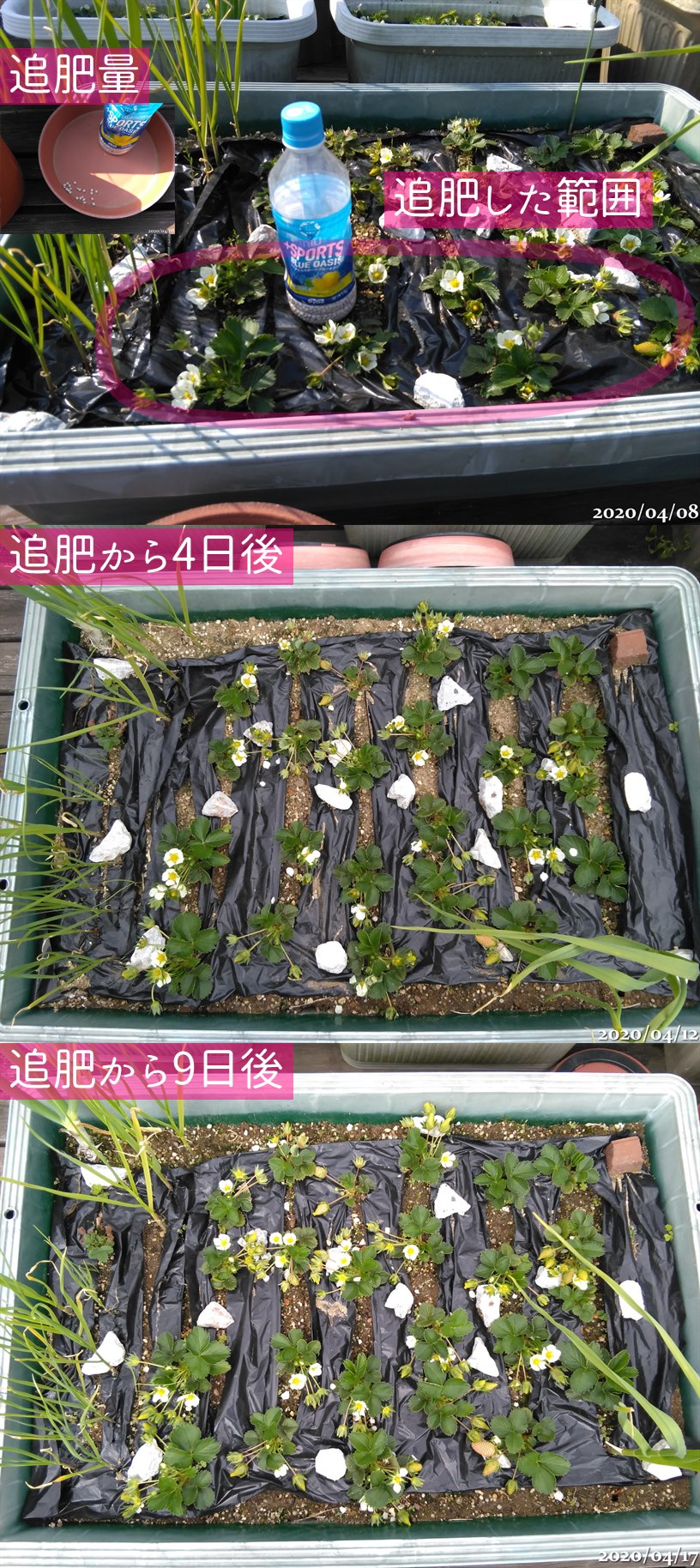 イチゴに追肥から9日後の様子 強風被害 山芋ツルが紐に絡まれる 午後わてんのブログ イチゴに追肥から9日後の様子 強風被害 山芋ツルが紐に絡まれる 午後わてんのブログ