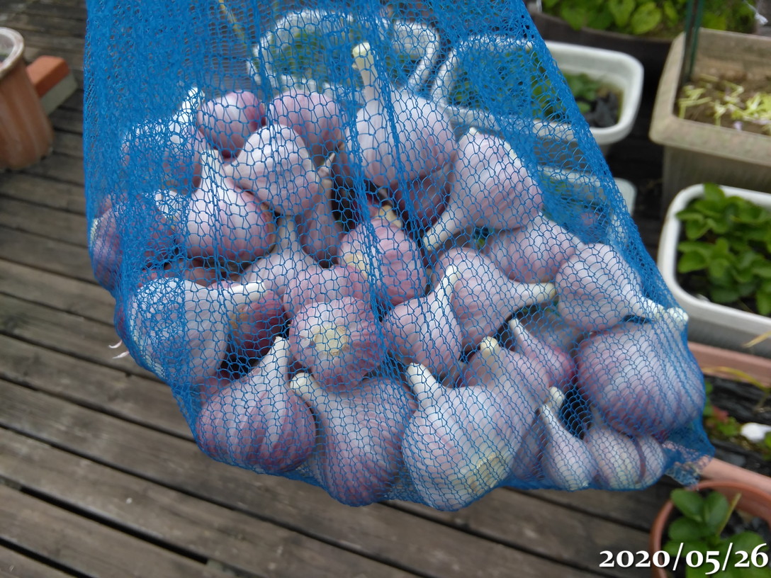 遠州極早生にんにく　箱込み9kg にんにく にんにく 2023年度 遠州極早生ニンニク販売開始です！｜お知らせブログ