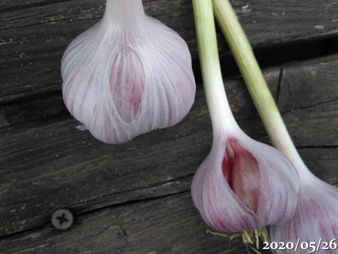 第2次にんにく(遠州極早生)収穫と、第1次収穫にんにくの味と臭いと色