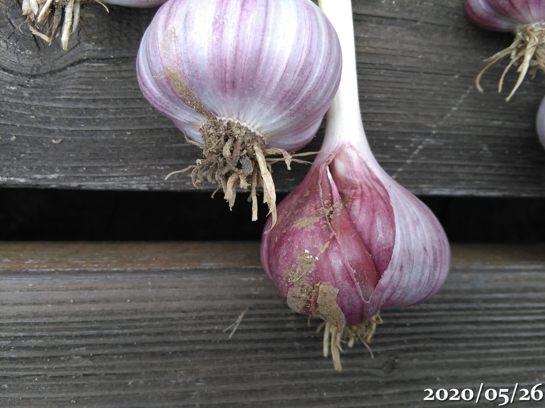 第2次にんにく(遠州極早生)収穫と、第1次収穫にんにくの味と臭いと色