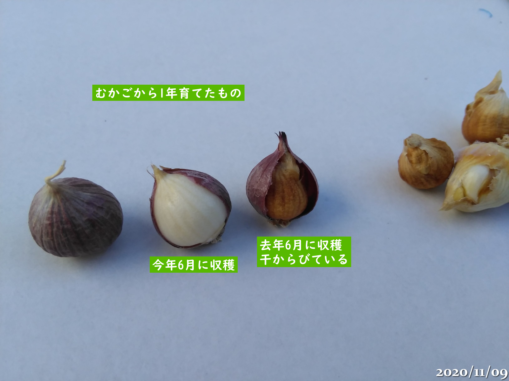 にんにく(遠州極早生)の植え付けと発芽、いちごの植え替えと黒