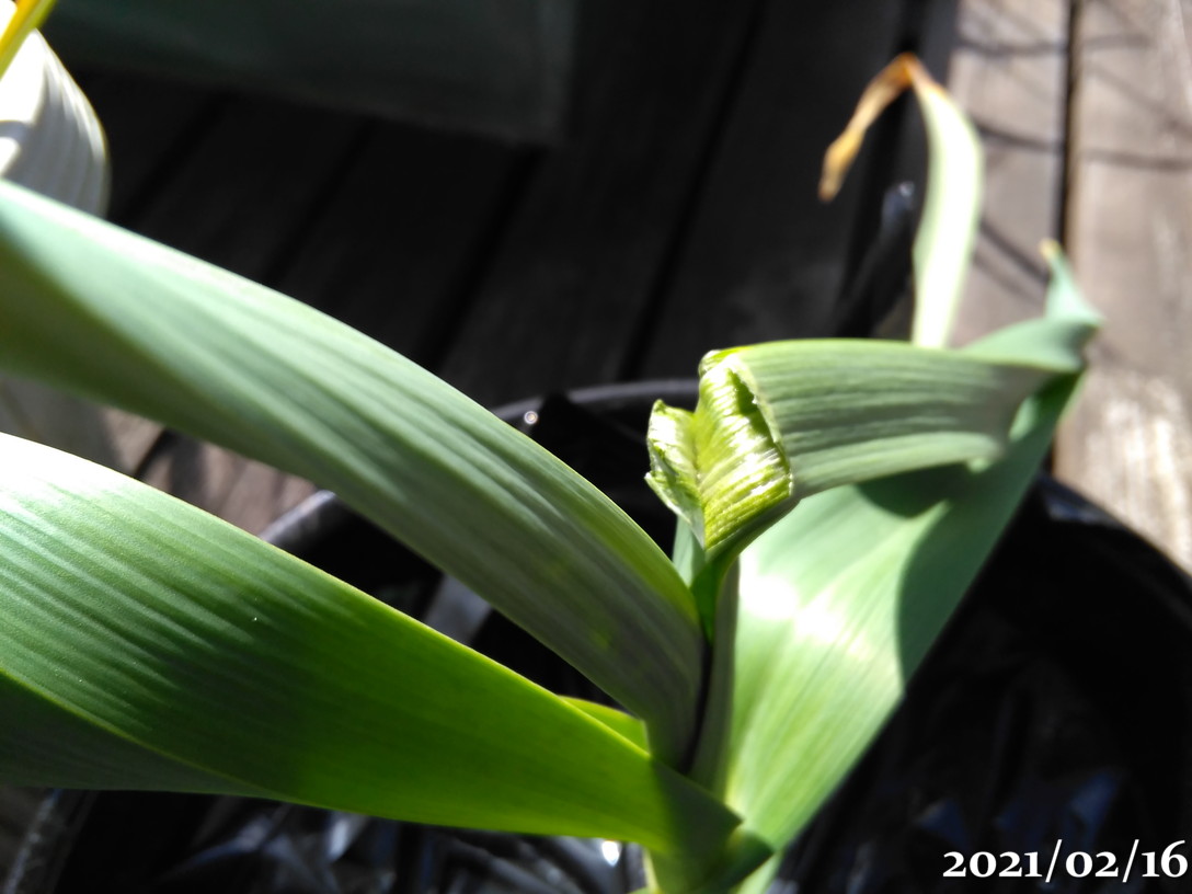 f:id:gogowaten:20210220131528j:plain