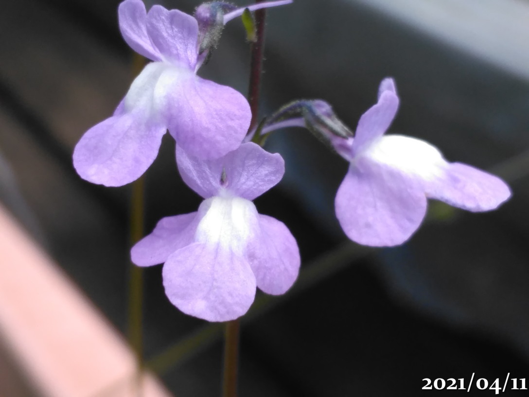 f:id:gogowaten:20210424200647j:plain