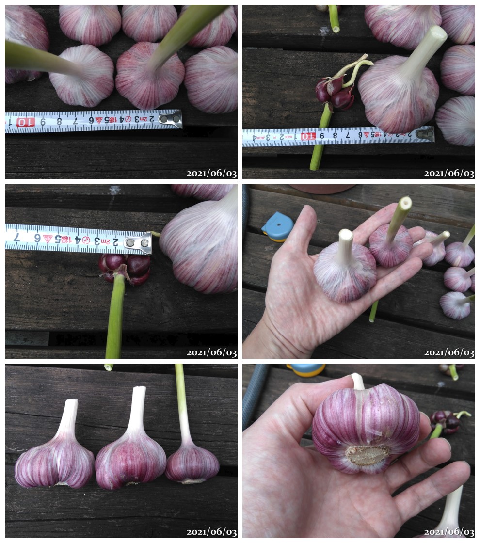 今年のにんにく（遠州極早生）収穫から植え付け発芽まで