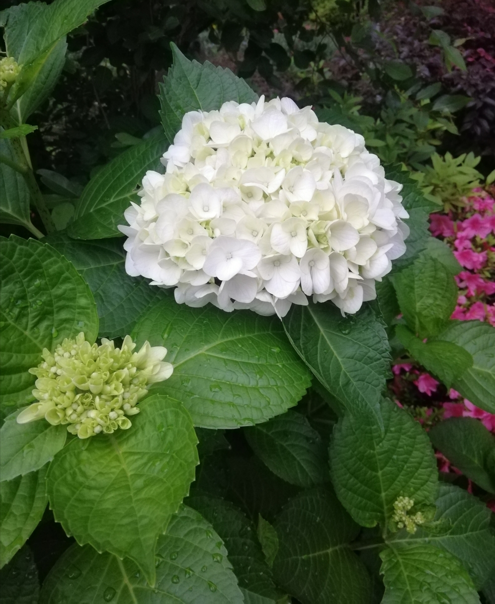 f:id:gogoyassan558:20210527191129j:plain