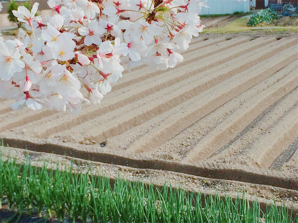 f:id:gohandekitayo:20190413220527j:image f:id:gohandekitayo:20190413220527j:image