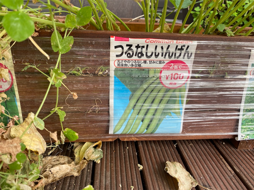 100均日記 わあ ダイソーで買った野菜の種 つるなしいんげん が実り始めてる 羽鳥商店