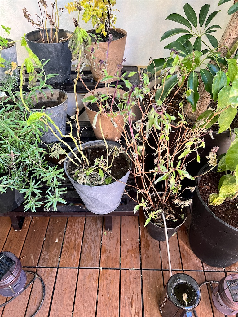 f:id:gohatori:20221224092126j:image