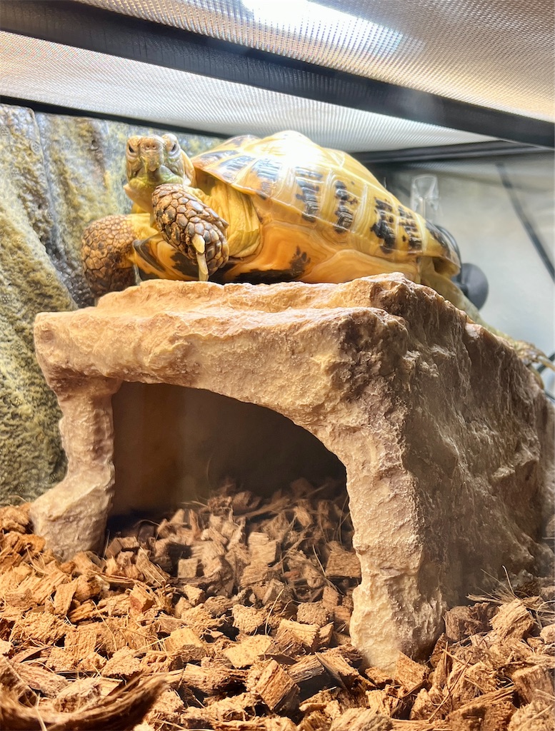 f:id:gohatori:20240701090609j:image f:id:gohatori:20240701090609j:image