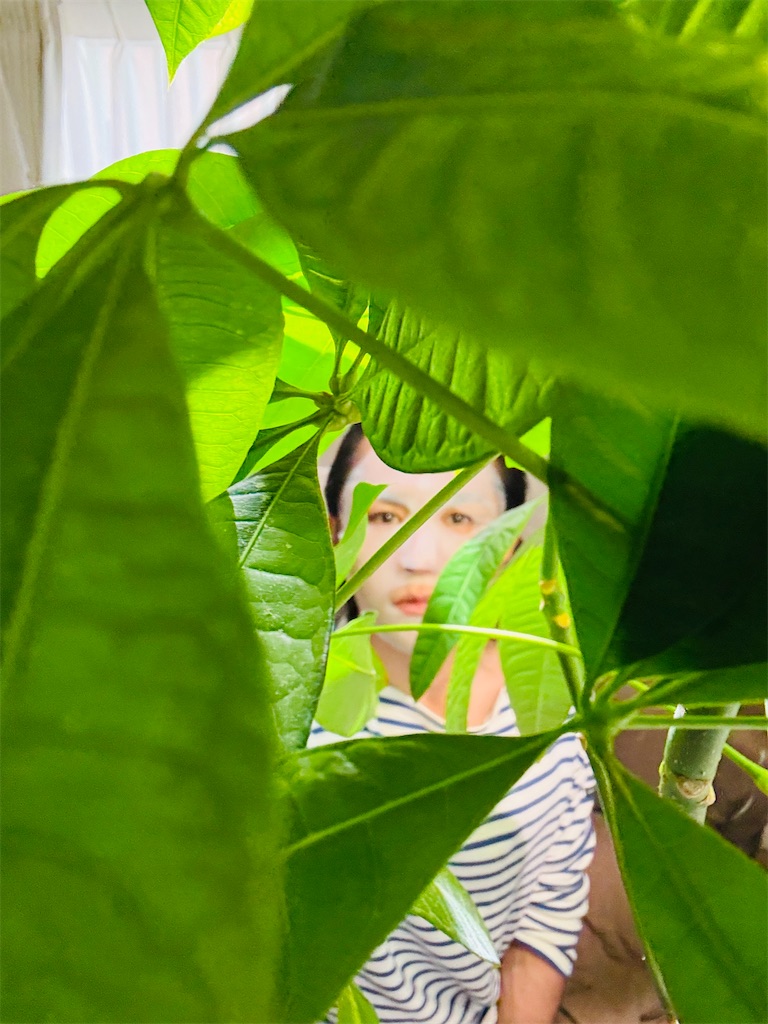 f:id:gohatori:20250503092025j:image