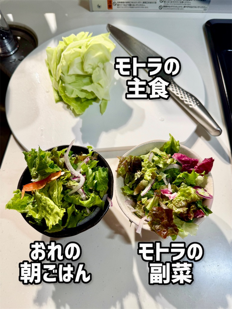f:id:gohatori:20250616102711j:image