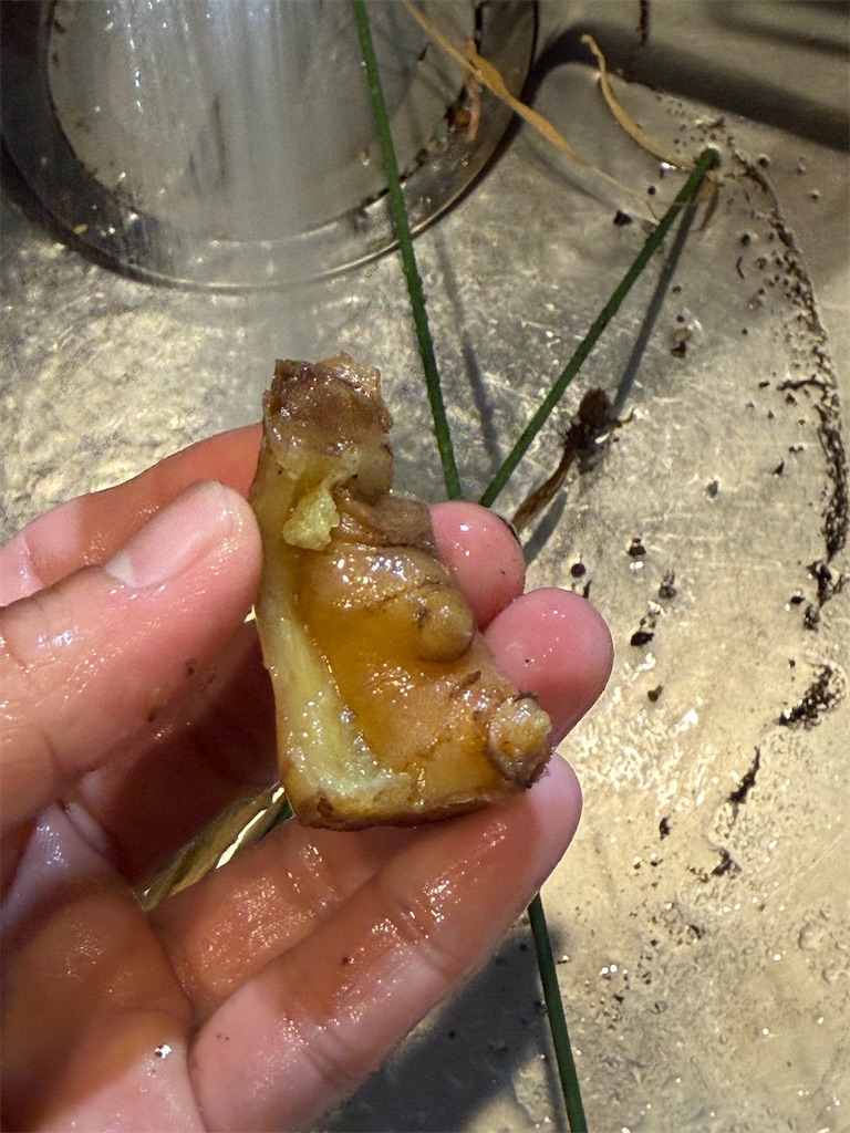 f:id:gohatori:20251025095409j:image f:id:gohatori:20251025095409j:image