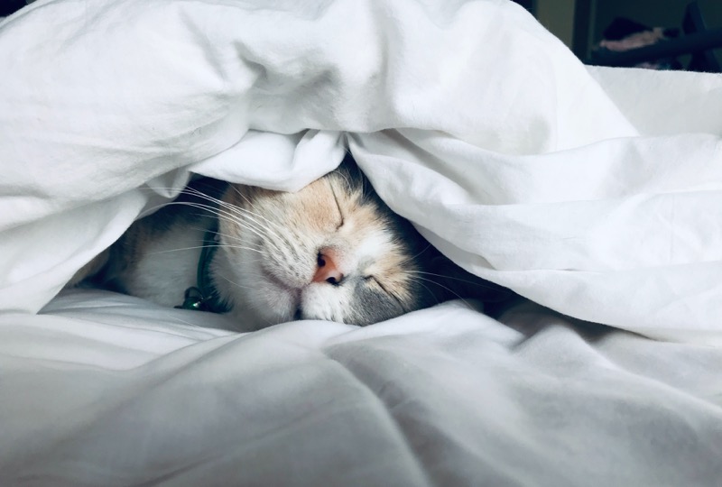 f:id:gohooooojapan:20190503122215j:plain f:id:gohooooojapan:20190503122215j:plain