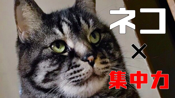 f:id:gohooooojapan:20190611171512j:plain f:id:gohooooojapan:20190611171512j:plain