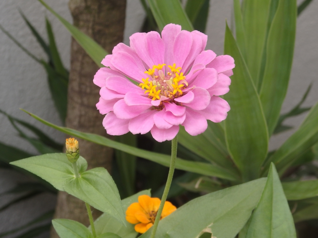 f:id:goisan:20160804130408j:plain