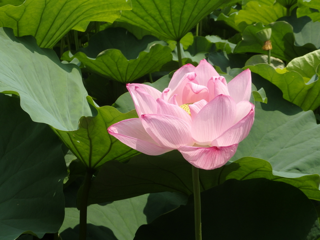 f:id:goisan:20170719112154j:plain