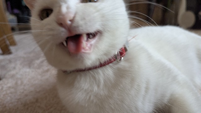 f:id:gojoru1207:20250603153949j:image