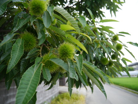 f:id:gokaken:20120722061341j:image f:id:gokaken:20120722061341j:image