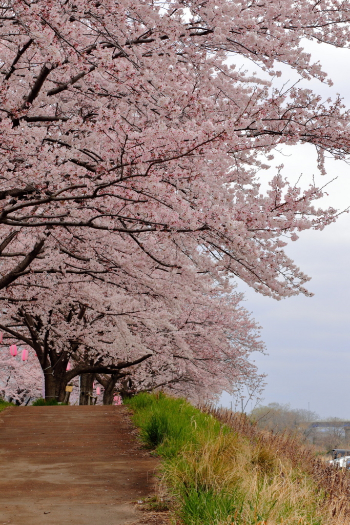 f:id:gokidon2015:20160402203336j:plain