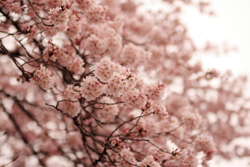 f:id:gokidon2015:20160402203513j:plain