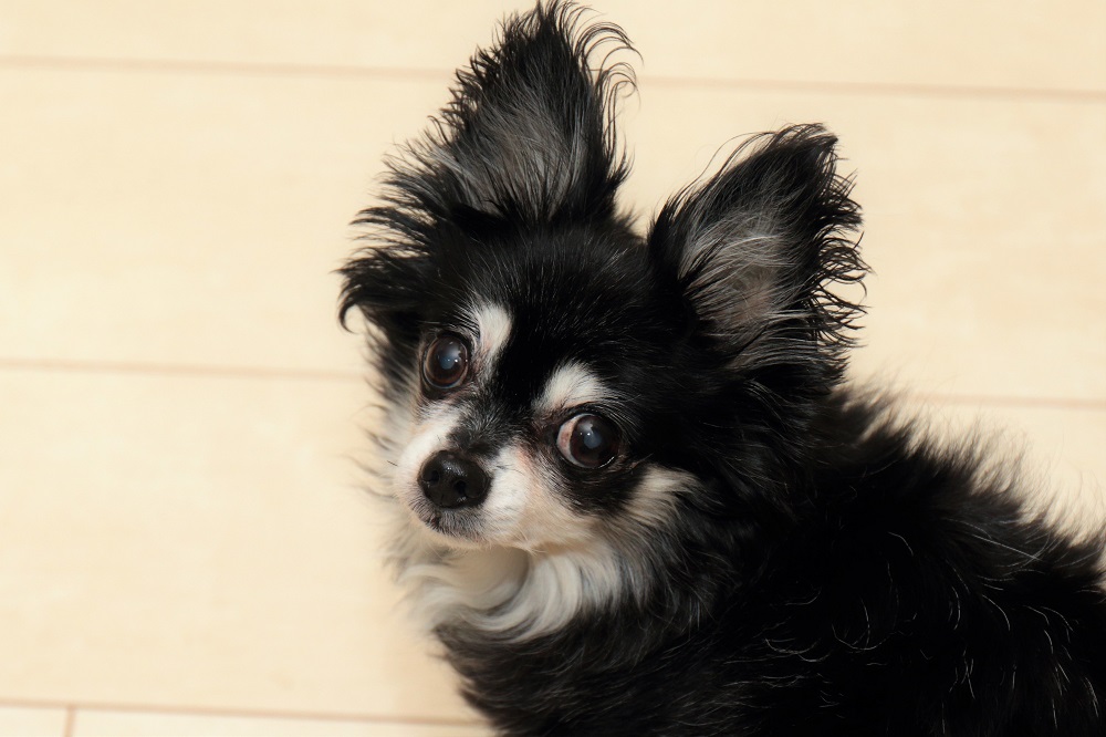 f:id:gokidon2015:20180204082008j:plain