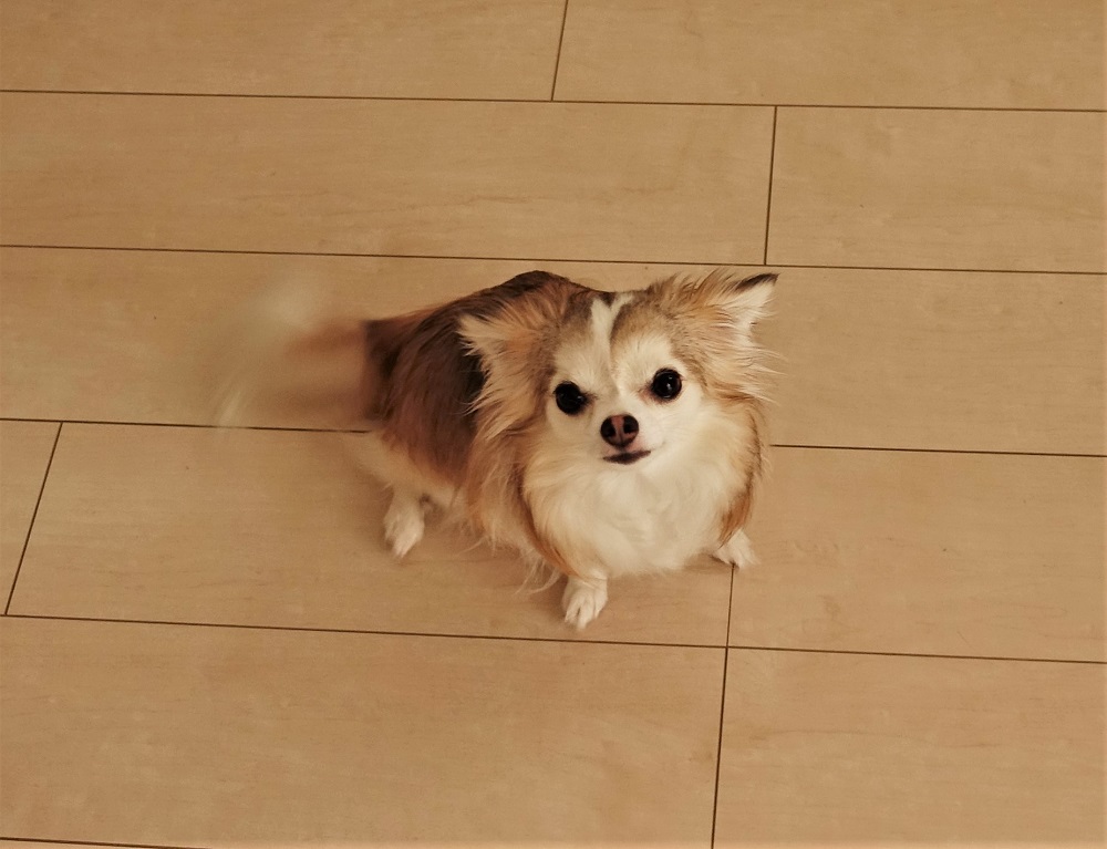 f:id:gokidon2015:20180624094515j:plain