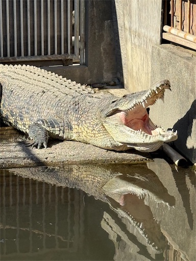 f:id:gokigen-fuko:20251128210735j:image f:id:gokigen-fuko:20251128210735j:image