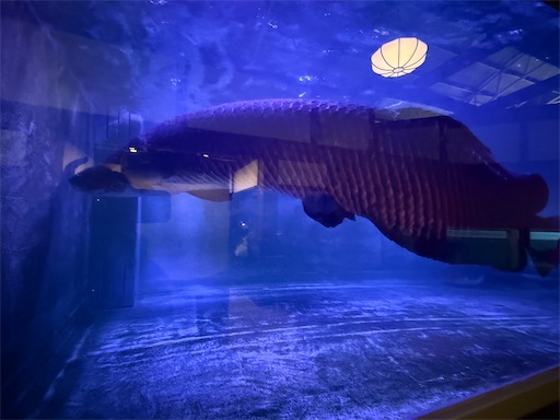 f:id:gokigen-fuko:20251128214622j:image f:id:gokigen-fuko:20251128214622j:image