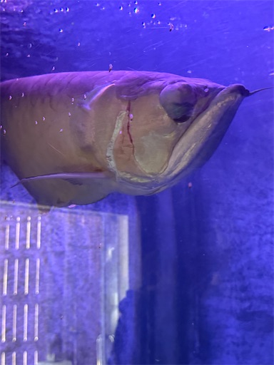 f:id:gokigen-fuko:20251128214810j:image f:id:gokigen-fuko:20251128214810j:image