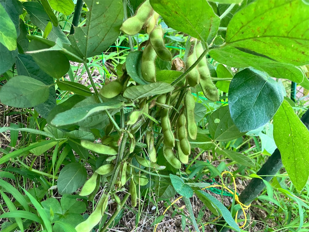 f:id:gokigen-saien:20260716094639j:image