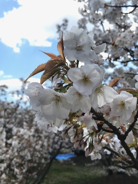 f:id:gokigenyoko:20190418223310j:plain