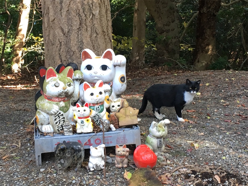 f:id:gokryu:20190313221610j:image