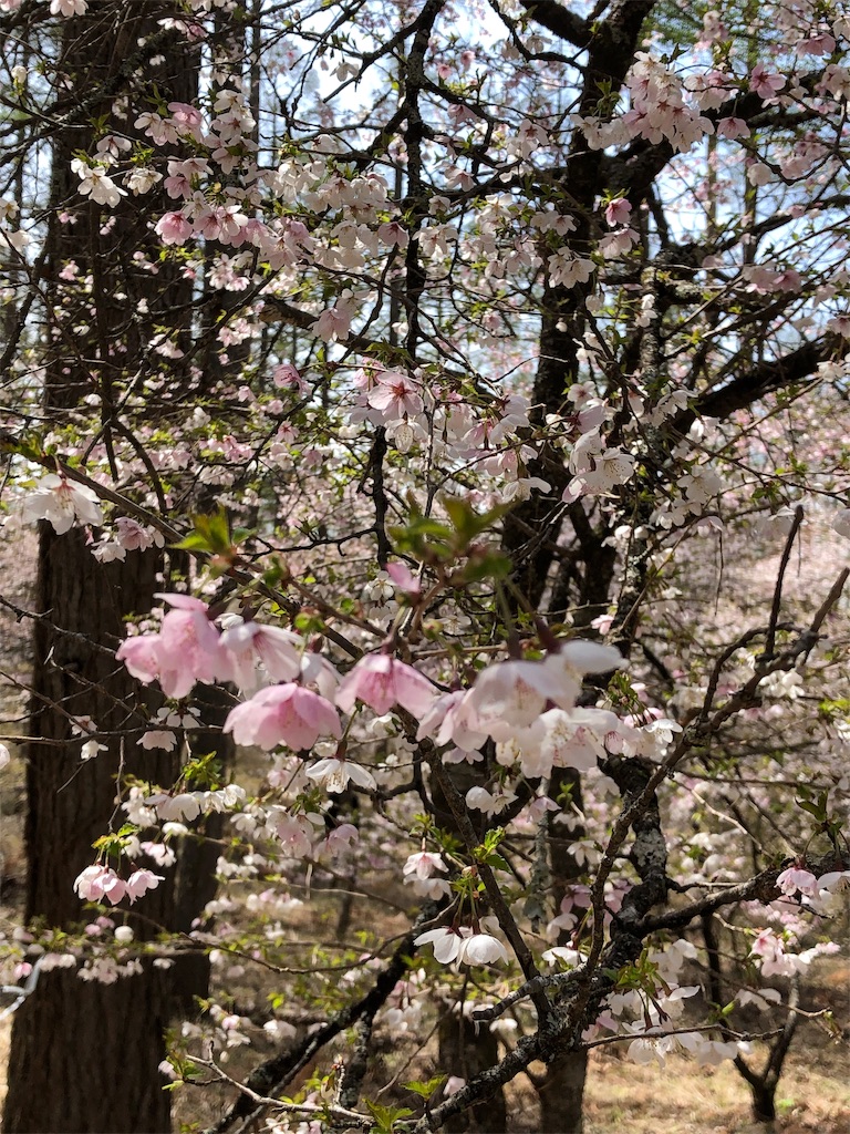 f:id:gokryu:20190428223347j:image