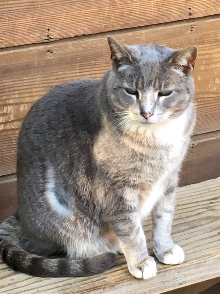 f:id:gokryu:20190523201156j:image