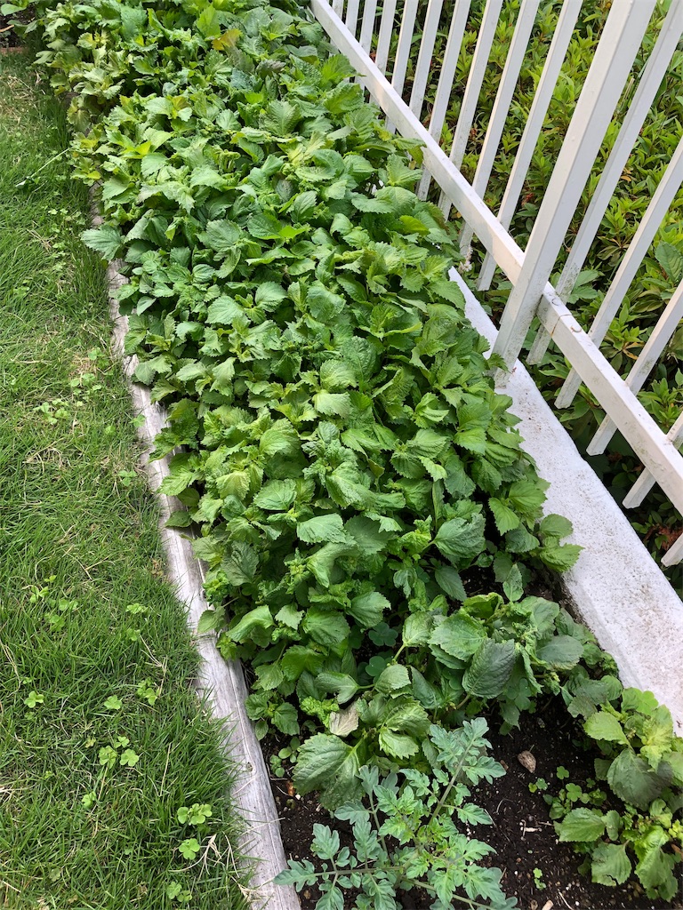 f:id:gokryu:20190601095249j:image