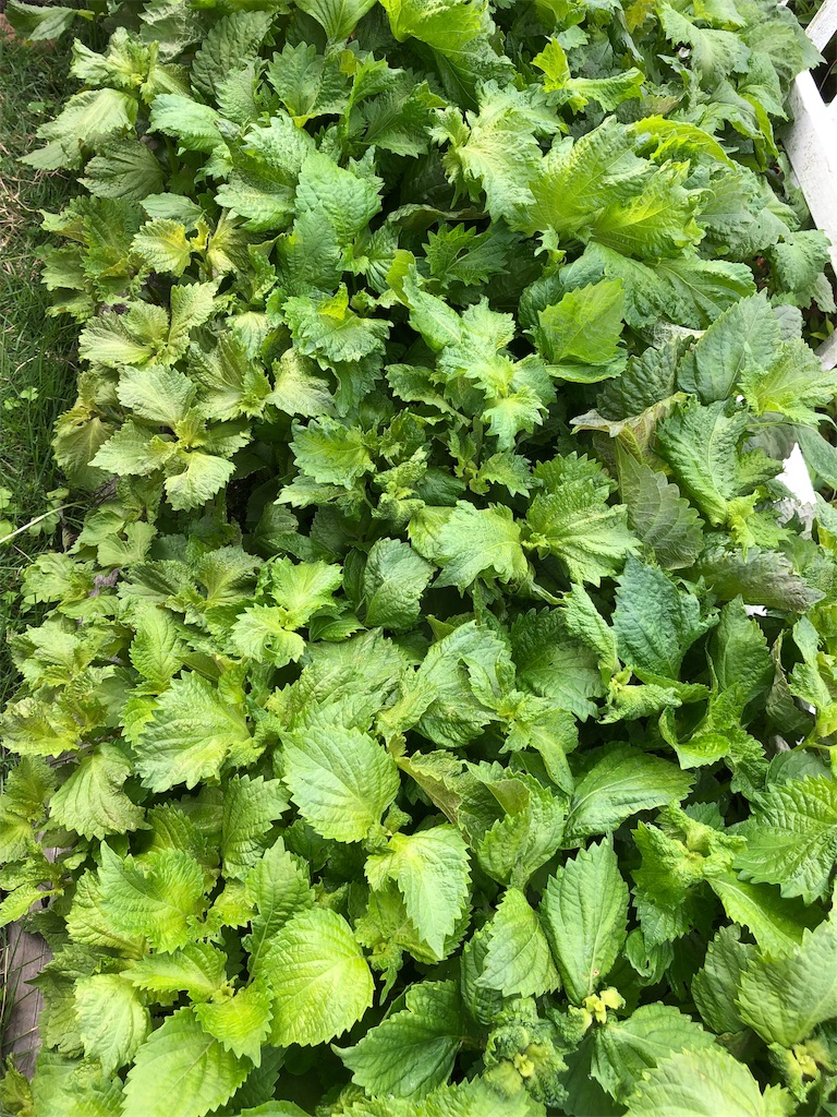 f:id:gokryu:20190601095253j:image