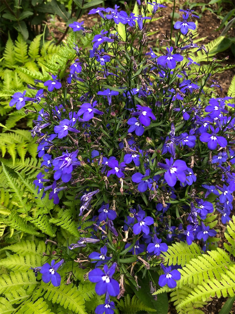 f:id:gokryu:20190601095626j:image