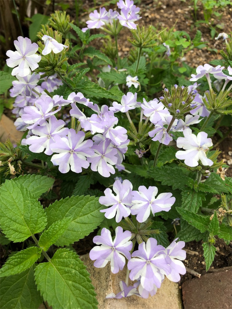 f:id:gokryu:20190601095629j:image